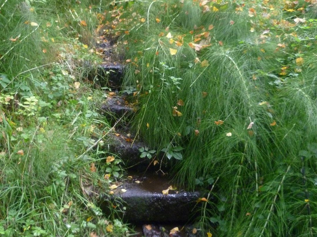 Heaton Park-纽卡斯尔必去景点