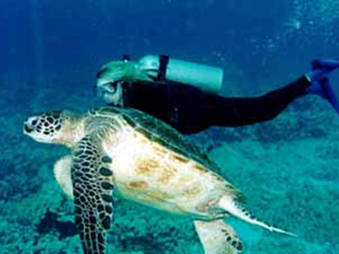 U.S.1 Dive Center-Summerland Key必去景点