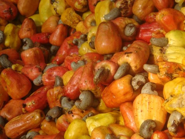 Dudhsagar Plantation-Mollem National Park必去景点