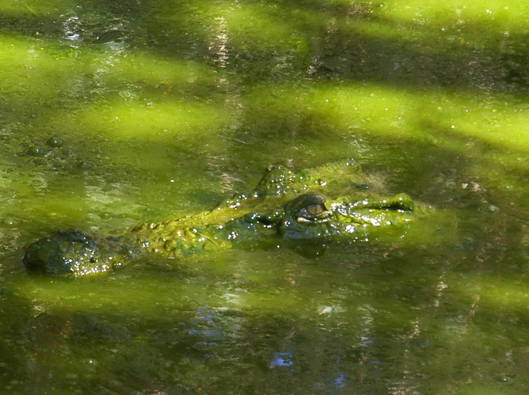 Daintree Wild Bed and breakfast-Daintree必去景点