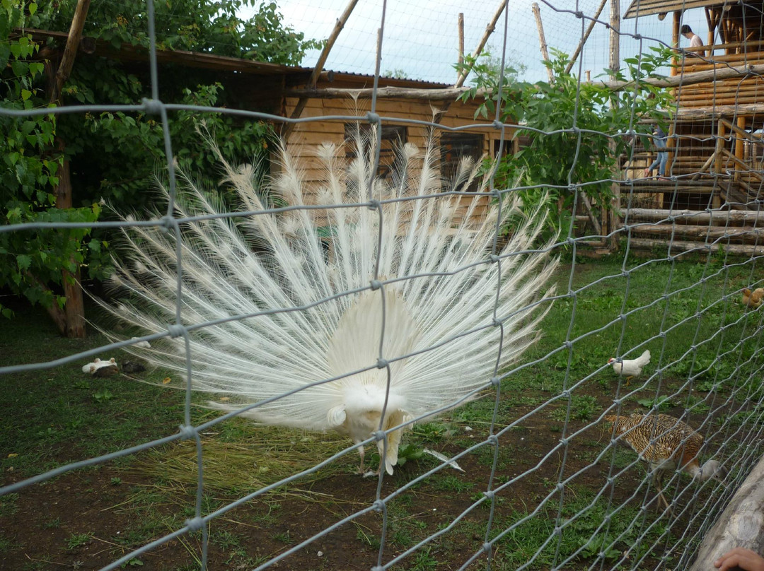 Safari Zoo-Berdyansk必去景点