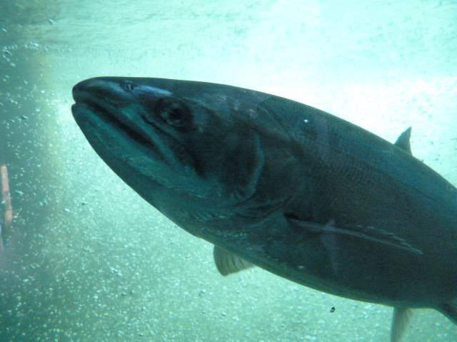 水闸门-西雅图必去景点