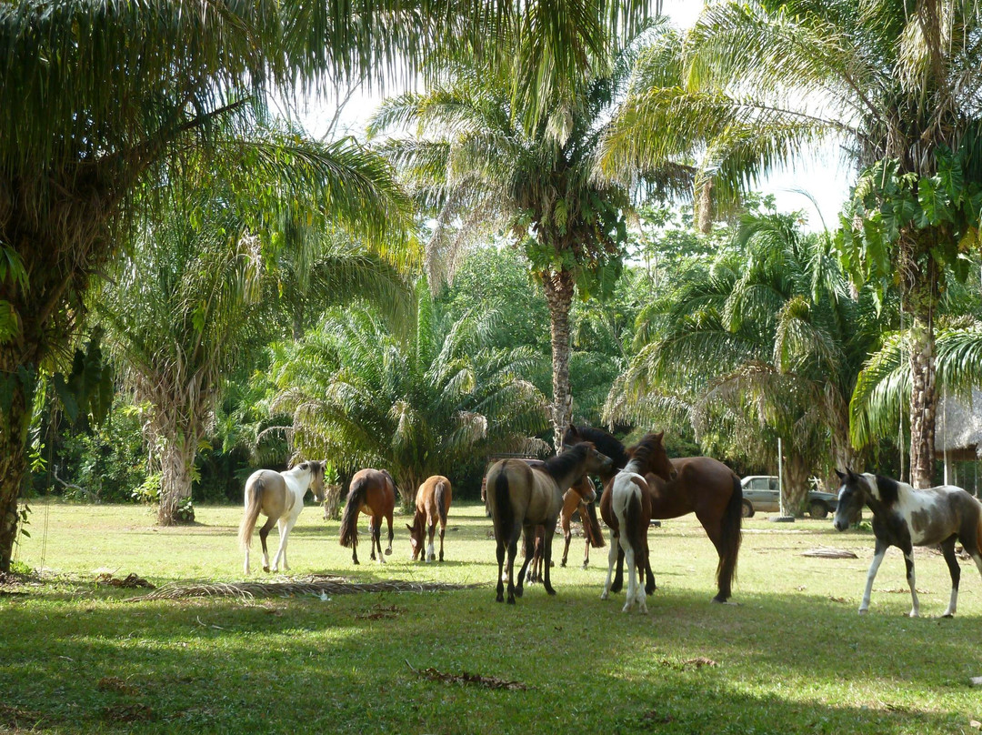 El Chocolatal Golf Eco Resort-Rurrenabaque必去景点