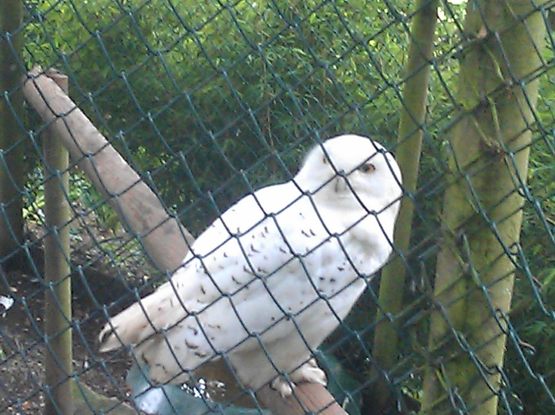 Kingsley Bird & Falconry Centre景点图片