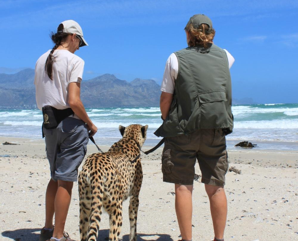 Cheetah Outreach - Somerset West-西索美塞必去景点