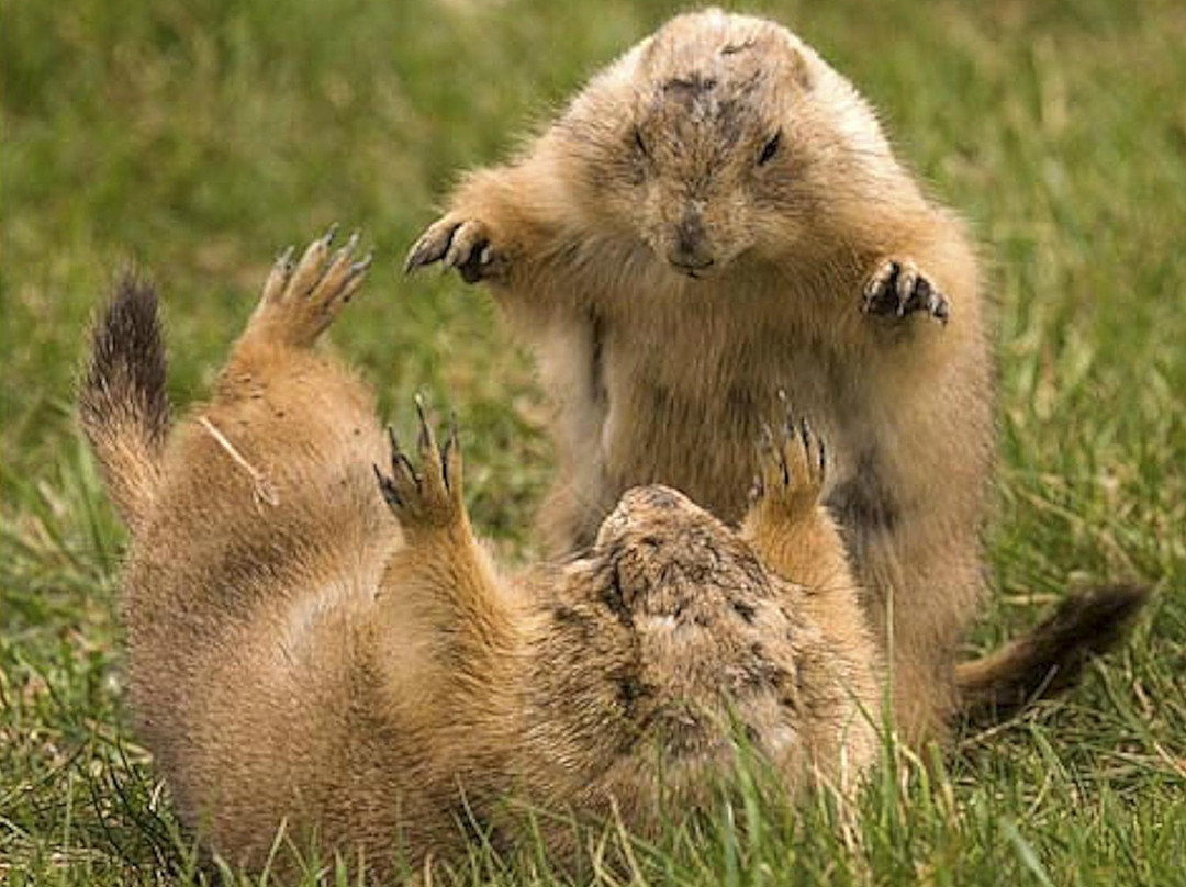 Fort Whyte Alive-温尼伯必去景点