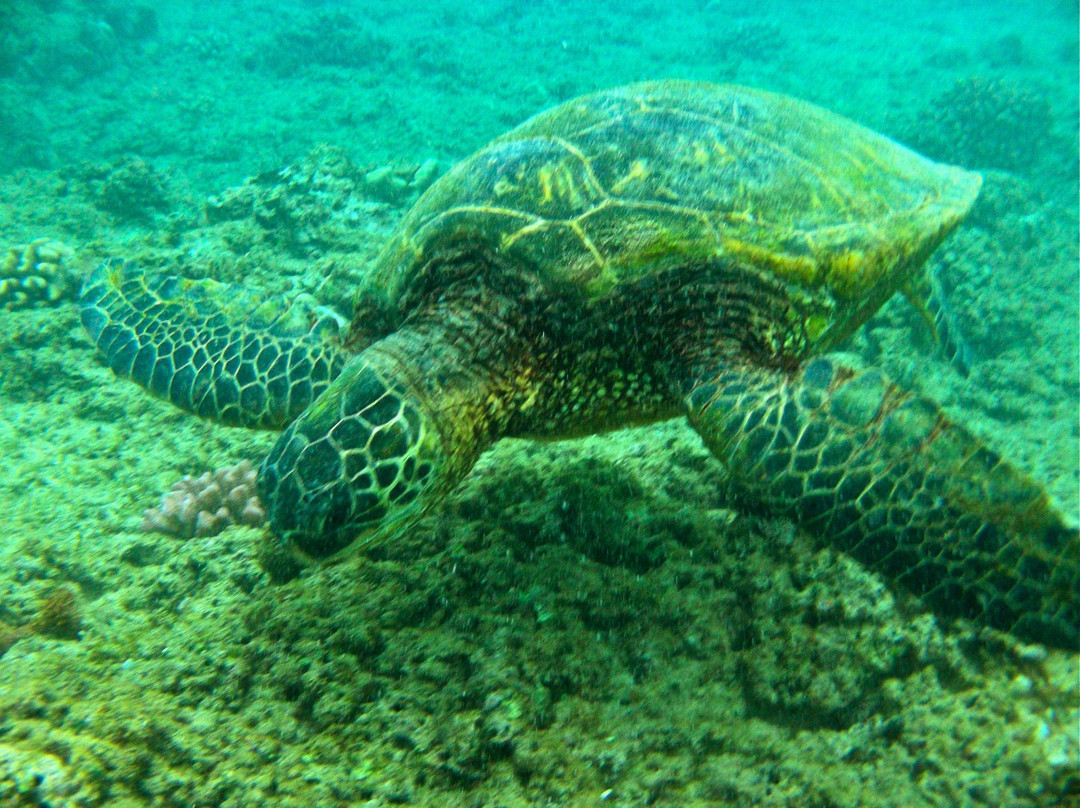 Kahe Point Beach Park-考普雷必去景点
