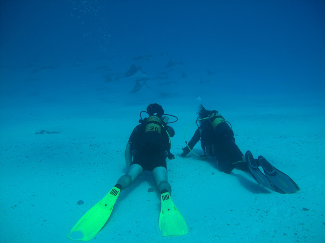 Top Dive, Bora Bora景点图片