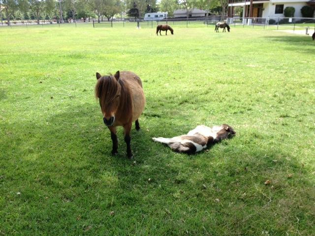 Quicksilver Ranch-索尔万必去景点