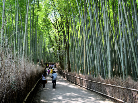 嵯峨野竹林-京都市必去景点