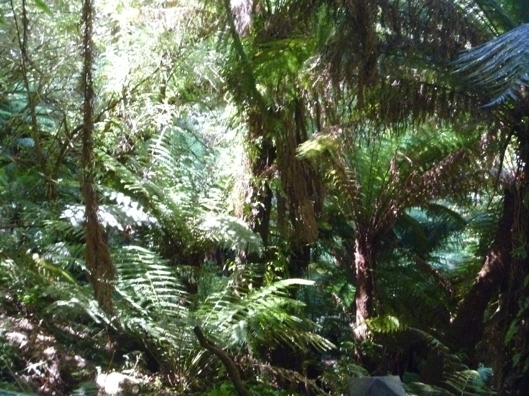 Tree Fern Gully Track-墨尔本必去景点