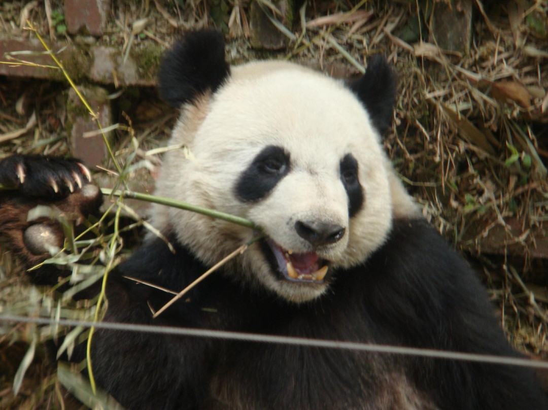 YakPanda-成都必去景点