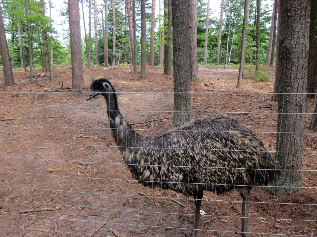 Pete's Petting Zoo-Baraga必去景点