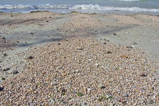 Aramoana Beach-但尼丁必去景点
