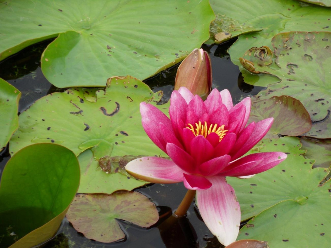 Turku University Botanical Garden-土尔库必去景点