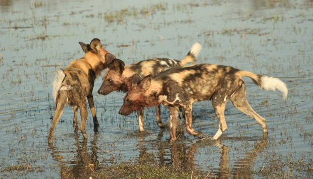 Journey Into Africa Tours and Safaris - Day Tours-比勒陀利亚必去景点