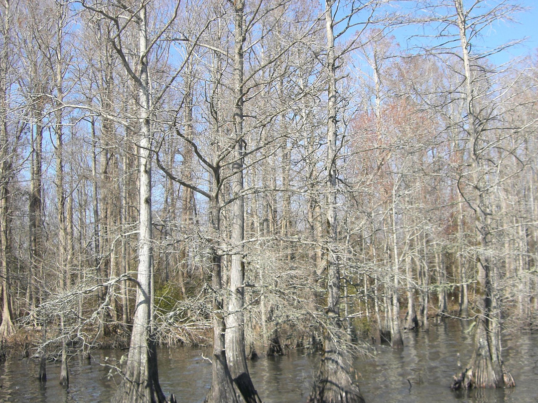 Pocosin Lakes National Wildlife Refuge-Columbia必去景点