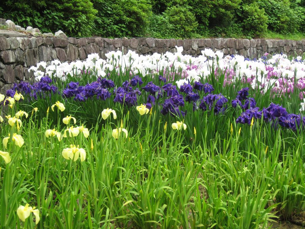Banshu Yamasaki Hana Iris Garden景点图片