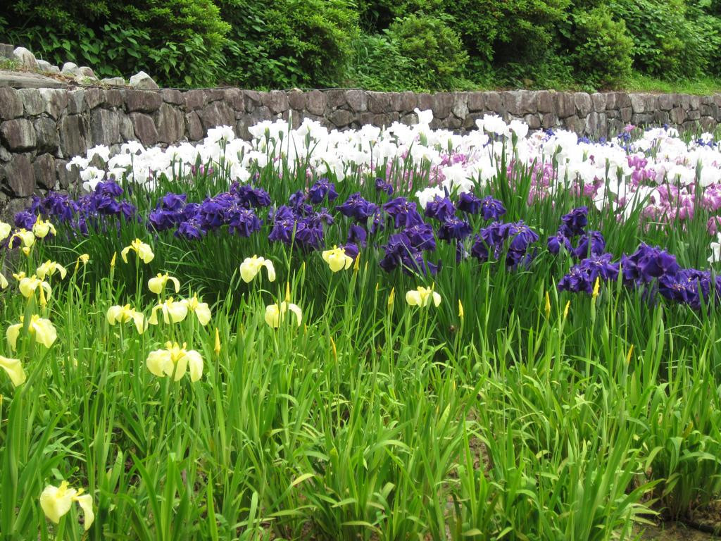 Banshu Yamasaki Hana Iris Garden-肉粟市必去景点