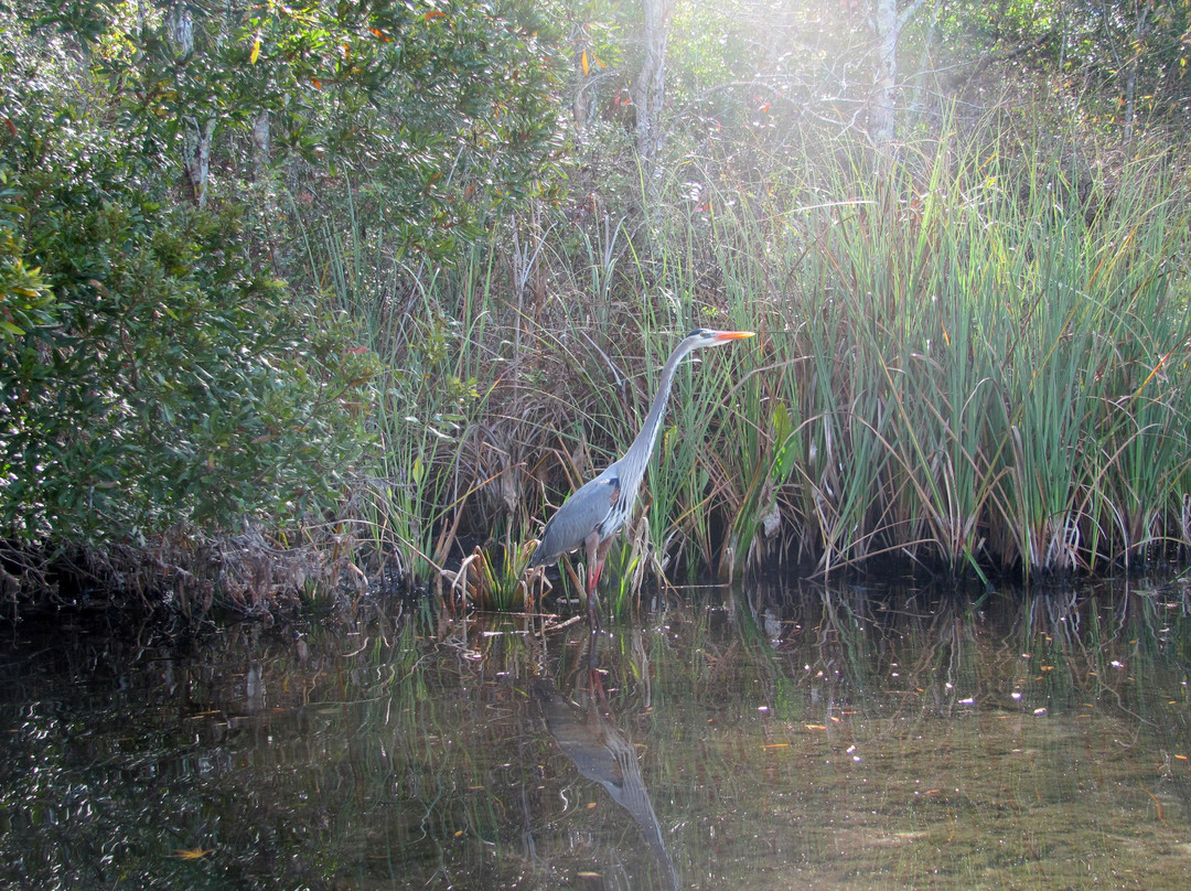 Weeki Wachee Springs-Weeki Wachee必去景点