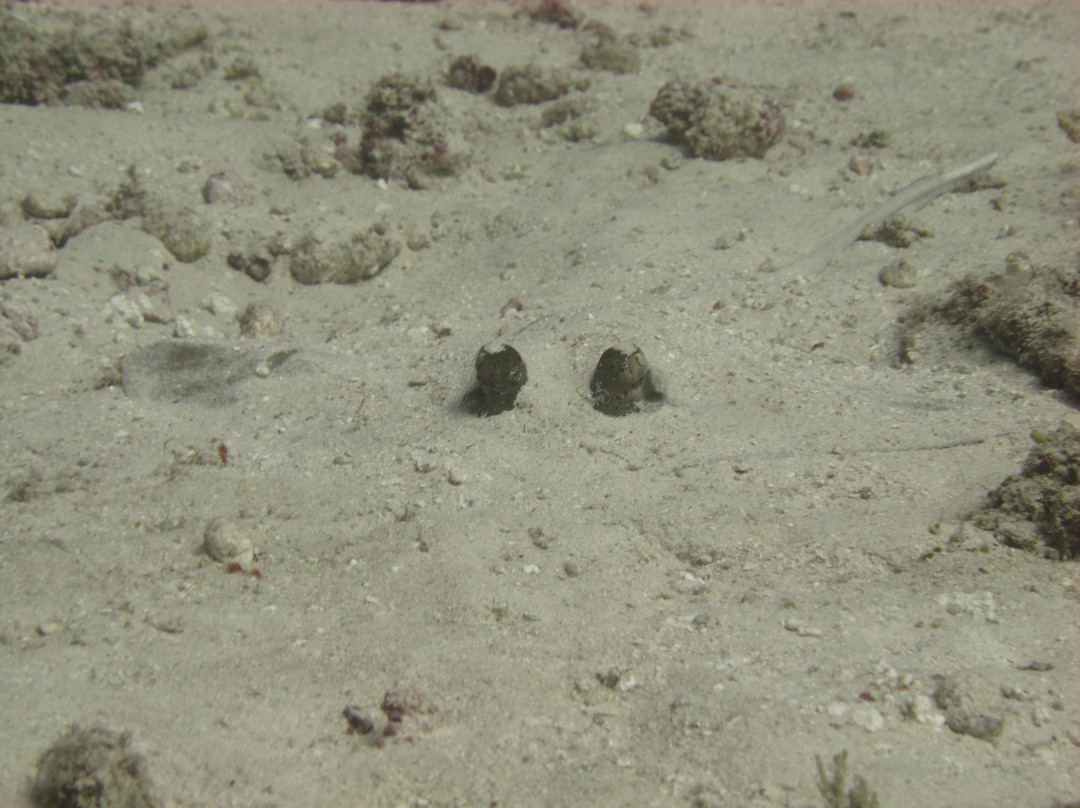 Sea Bees Diving Khao Lak - Day Tours-拉克山必去景点