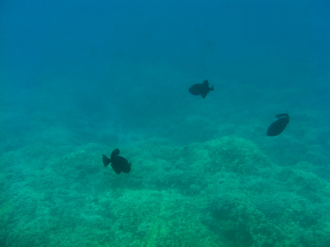 Reefdancer-拉海纳必去景点