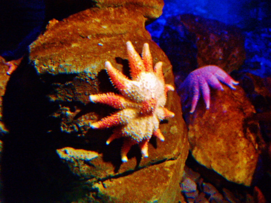 Sea Life Blackpool-黑潭必去景点