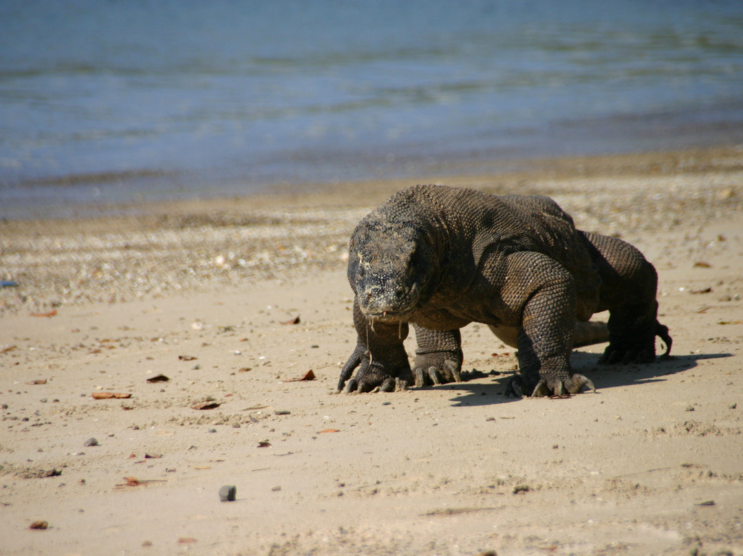 Komodo National Park-科莫多国家公园必去景点
