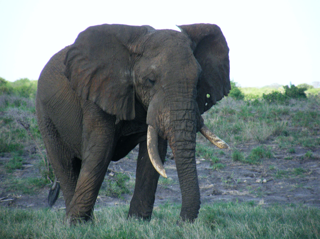 Julius T Safaris-蒙巴萨必去景点