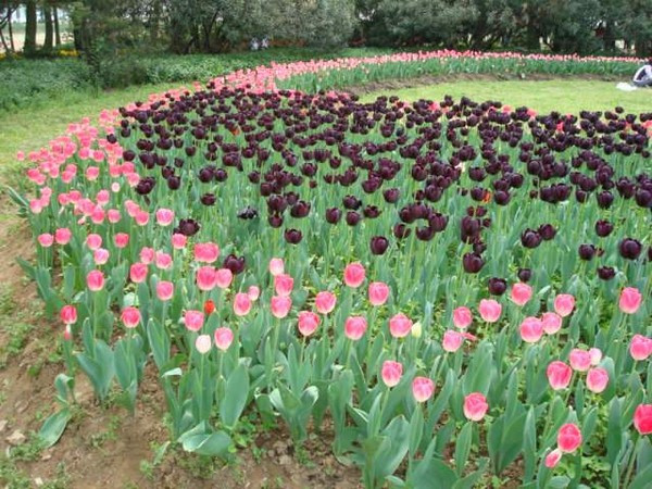 南京情侣园-南京市必去景点