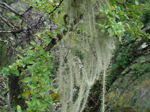 雅鲁藏布江大峡谷-米林县必去景点