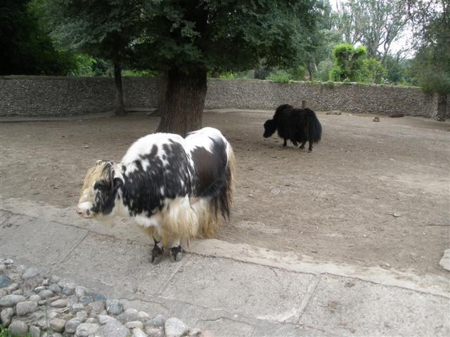 Almaty Zoo-阿拉木图必去景点