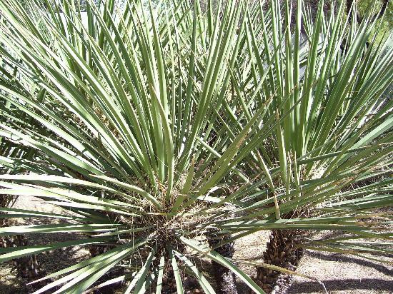 Tohono Chul-图森必去景点