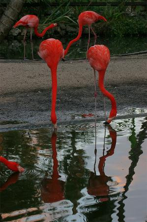Flamingo Gardens-戴维必去景点