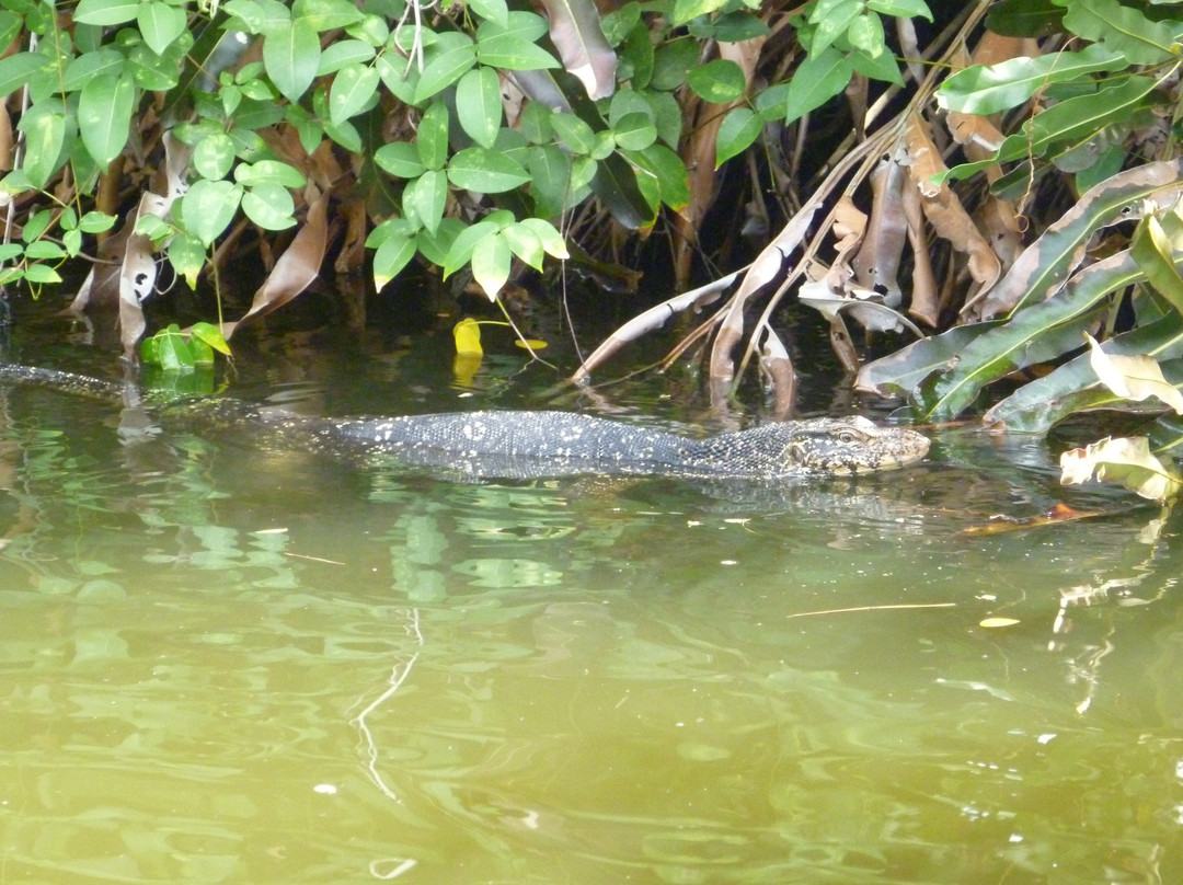 Muthurajawela Marsh-尼甘布必去景点
