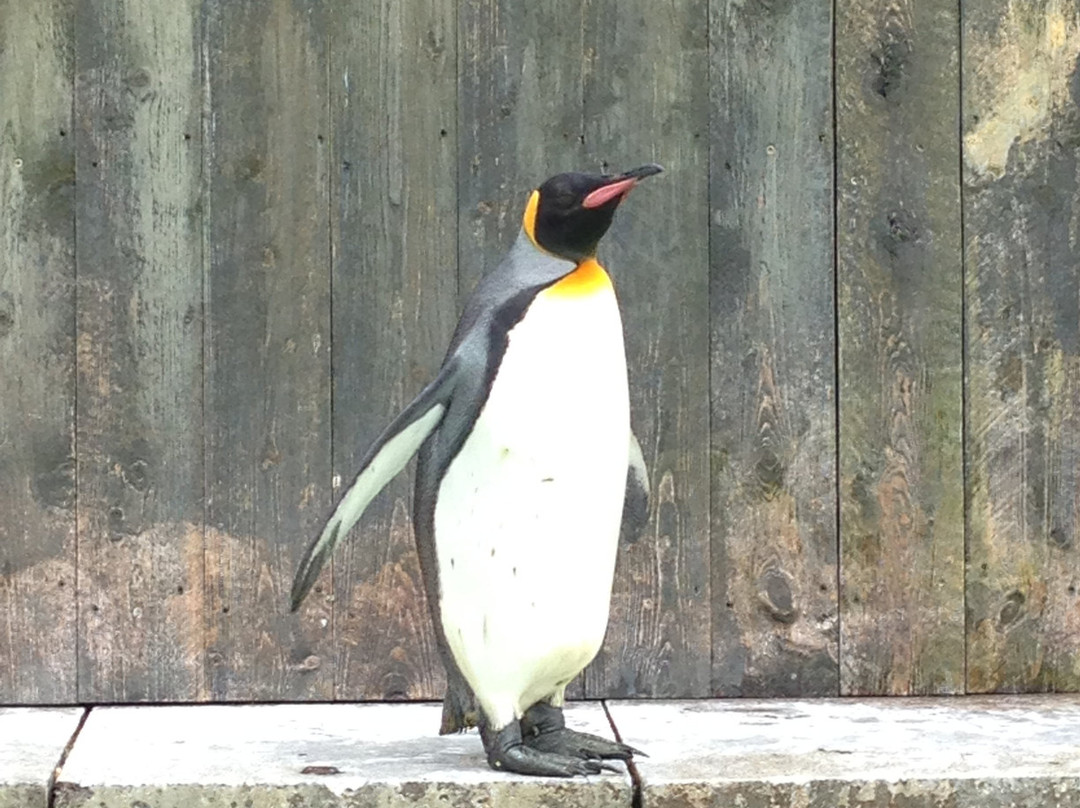 Bird Land