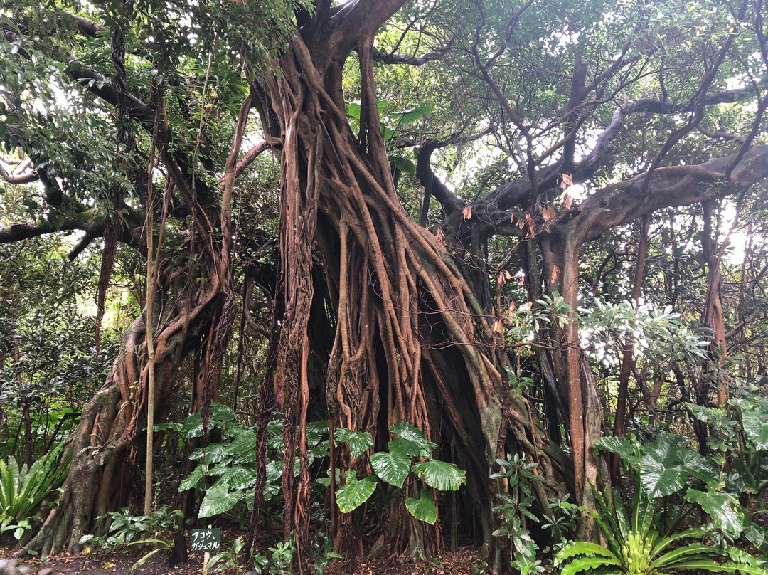 Shitogo Banyan Tree景点图片