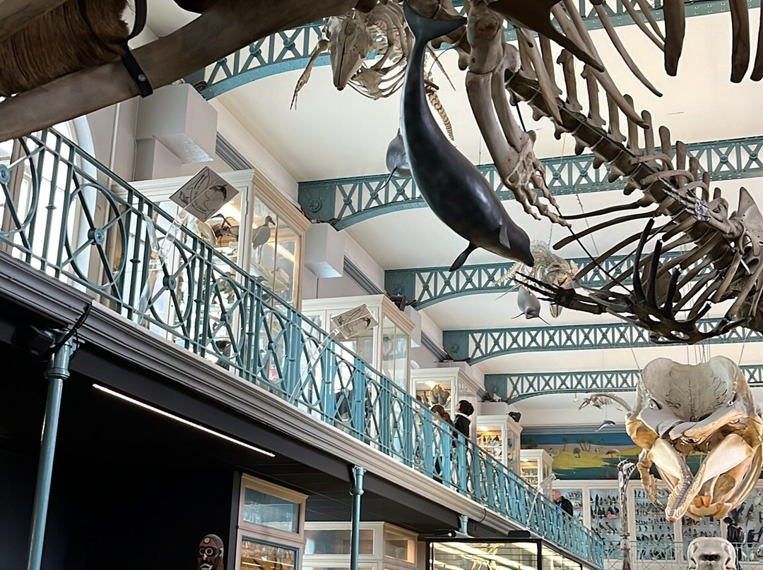 Musee d'Histoire Naturelle de Lille-里尔必去景点
