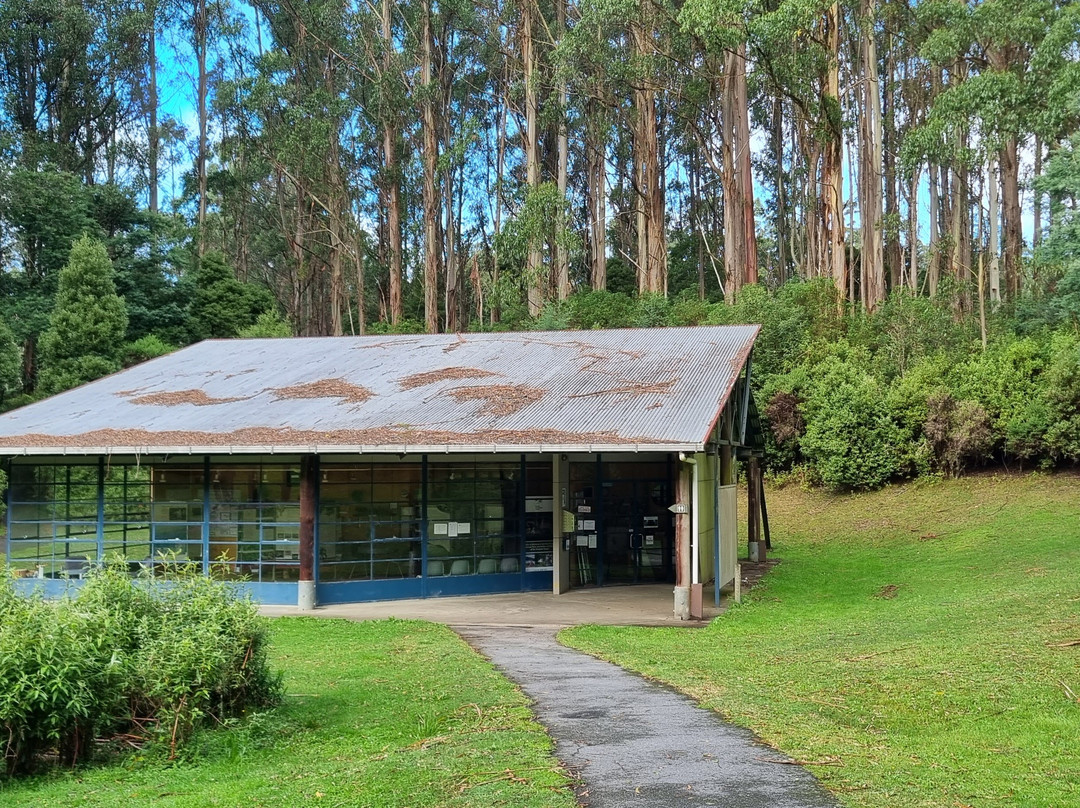 Tarra-Bulga National Park-Balook必去景点