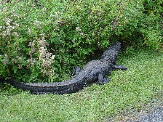 鲨鱼谷-大沼泽国家公园必去景点