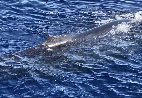 Quicksilver Maui Snorkeling Charters-怀露库必去景点