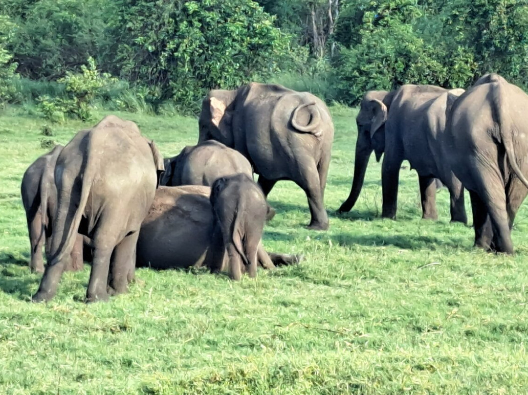 Aliya Tours-康提必去景点