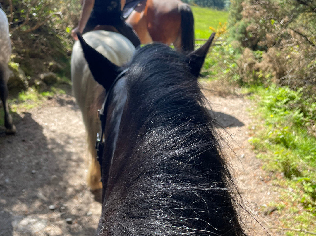 Killegar Stables Riding School景点图片