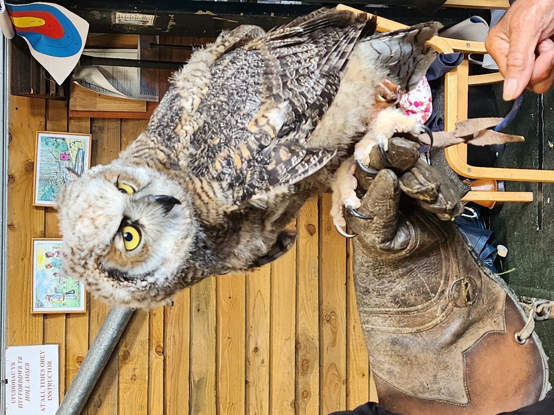 Perriswood Archery & Falconry Centre景点图片