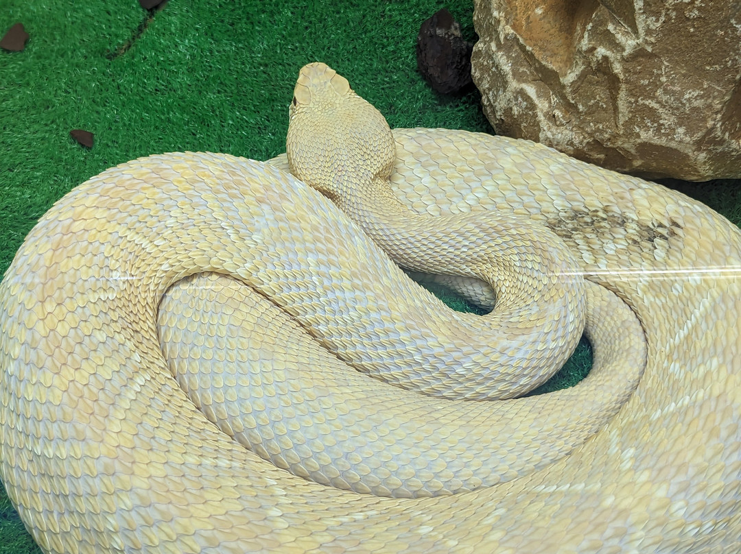 Japan Snake Center-太田市必去景点