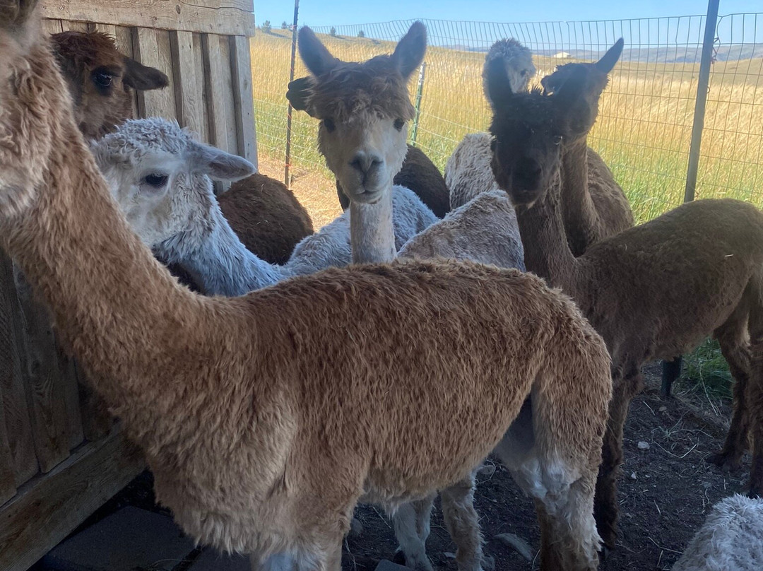 Alpine Vista Suri Alpacas-利文斯顿必去景点