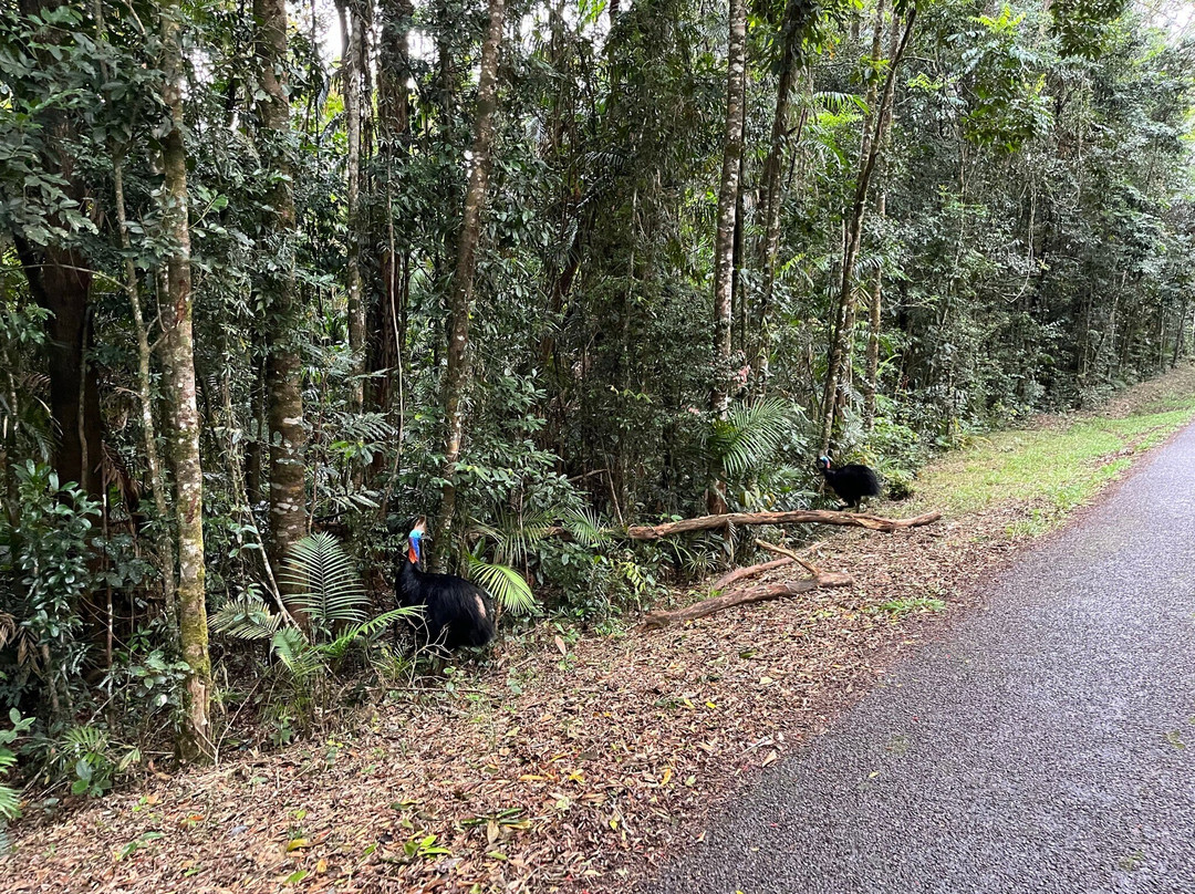 Wallaman Falls-Ingham必去景点