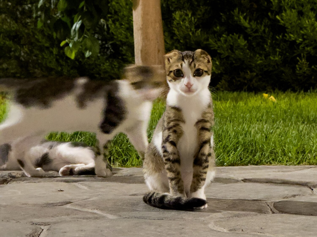 Levante Beach Resort主图