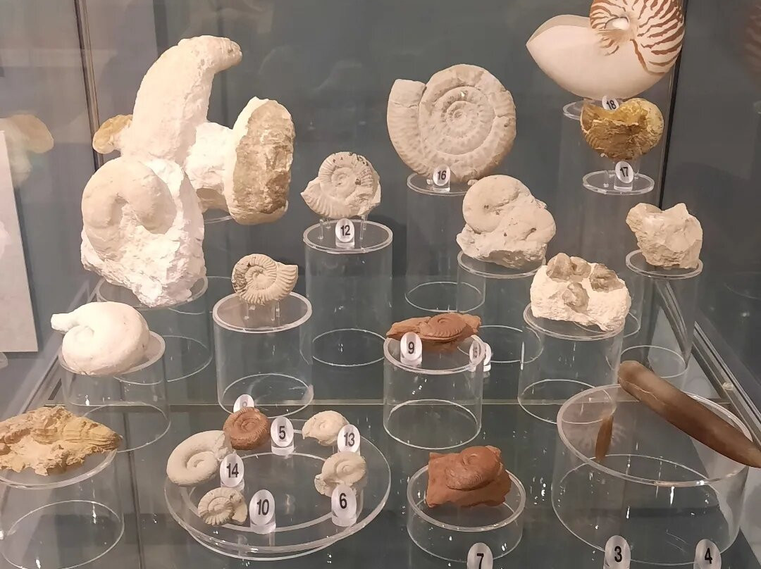 Museo Civico di Geopaleontologia e Preistoria dei Colli Albani-韦莱特里必去景点