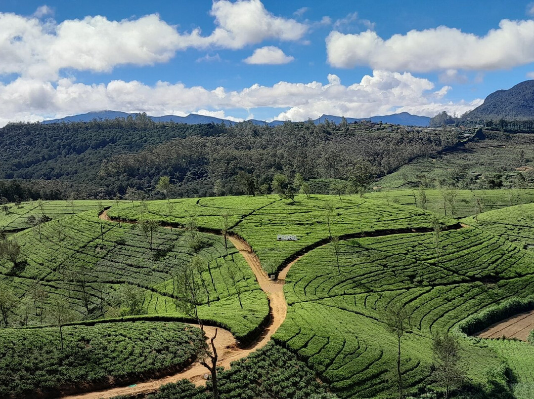 Sri Lanka KIPS Drivers-Nanu Oya必去景点